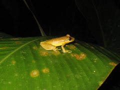 Scinax