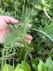 Euphorbia cyparissias