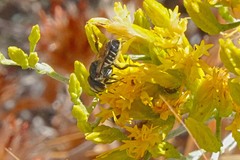 Megachile rotundata