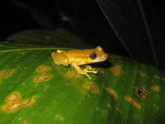 Scinax