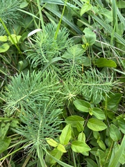 Euphorbia cyparissias
