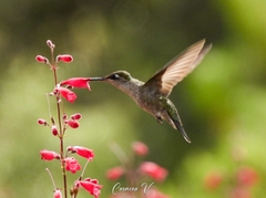 Eugenes fulgens