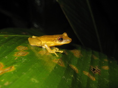 Scinax