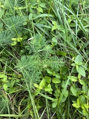 Euphorbia cyparissias