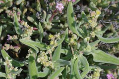Tetragonia