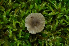 Hydropus praedecurrens