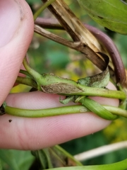 Neolasioptera convolvuli