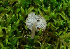 Hydropus praedecurrens