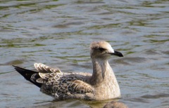 Larus californicus