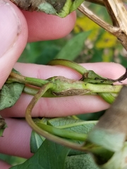 Neolasioptera convolvuli