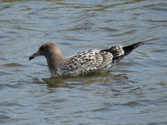 Larus californicus