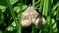 Scotopteryx chenopodiata