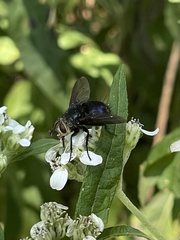 Oestroidea