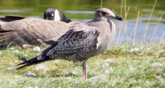 Larus californicus