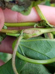 Neolasioptera convolvuli