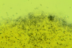 Hydropus praedecurrens