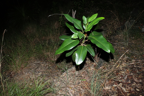Image of Ficus watkinsiana by (c) Greg Tasney, some rights reserved (CC BY-SA)