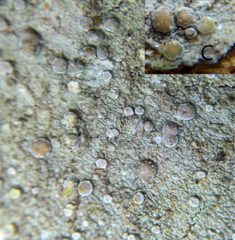 Lecanora albella