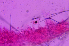 Hydropus praedecurrens