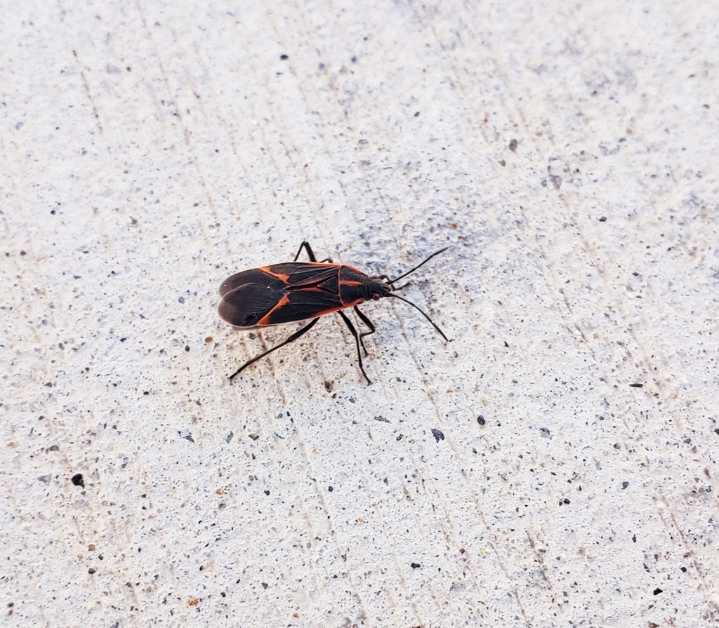 Eastern Boxelder Bug from Utah County, USUT, US on August 30, 2022 at