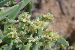 Tetragonia