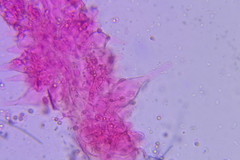 Hydropus praedecurrens