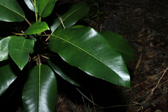 Ficus watkinsiana