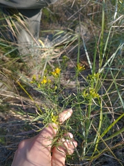Euthamia caroliniana