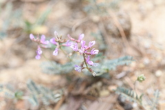 Astragalus hypoleucus