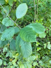 Frangula alnus