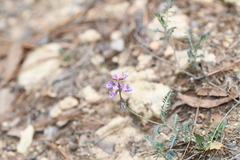 Astragalus hypoleucus
