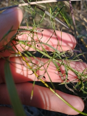 Euthamia caroliniana