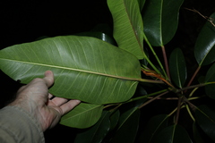 Ficus watkinsiana