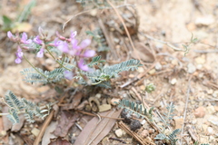 Astragalus hypoleucus