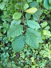 Frangula alnus
