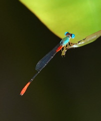 Ceriagrion cerinorubellum