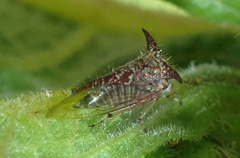 Smiliinae