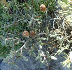 Cercocarpus intricatus