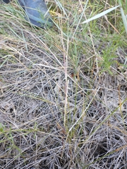 Eleocharis melanocarpa