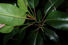 Ficus watkinsiana