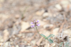 Astragalus hypoleucus