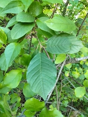 Frangula alnus