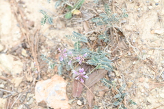 Astragalus hypoleucus