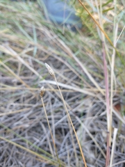 Eleocharis melanocarpa