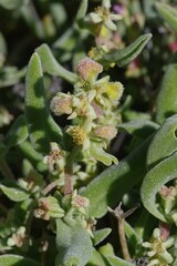 Tetragonia