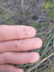 Eleocharis melanocarpa