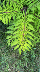 Rhus typhina