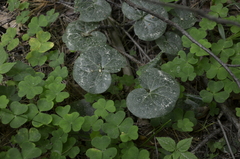 Asarum europaeum