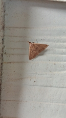 Renia flavipunctalis