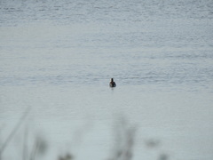 Callonetta leucophrys